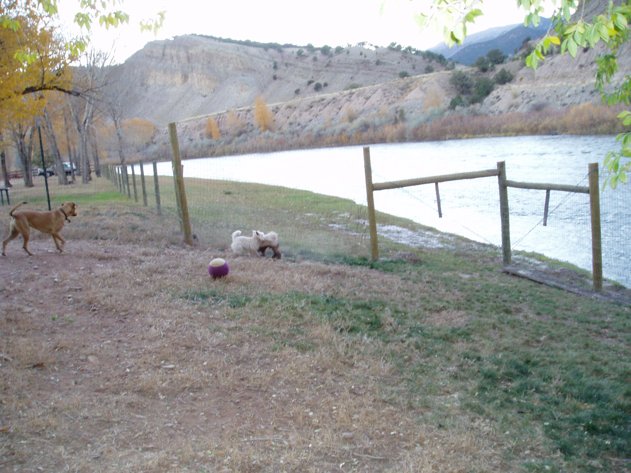 Dogs with Ball and River