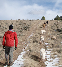 Man and Dogs Hiking up Hill