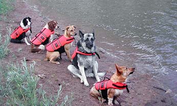 Dogs on Swimteam