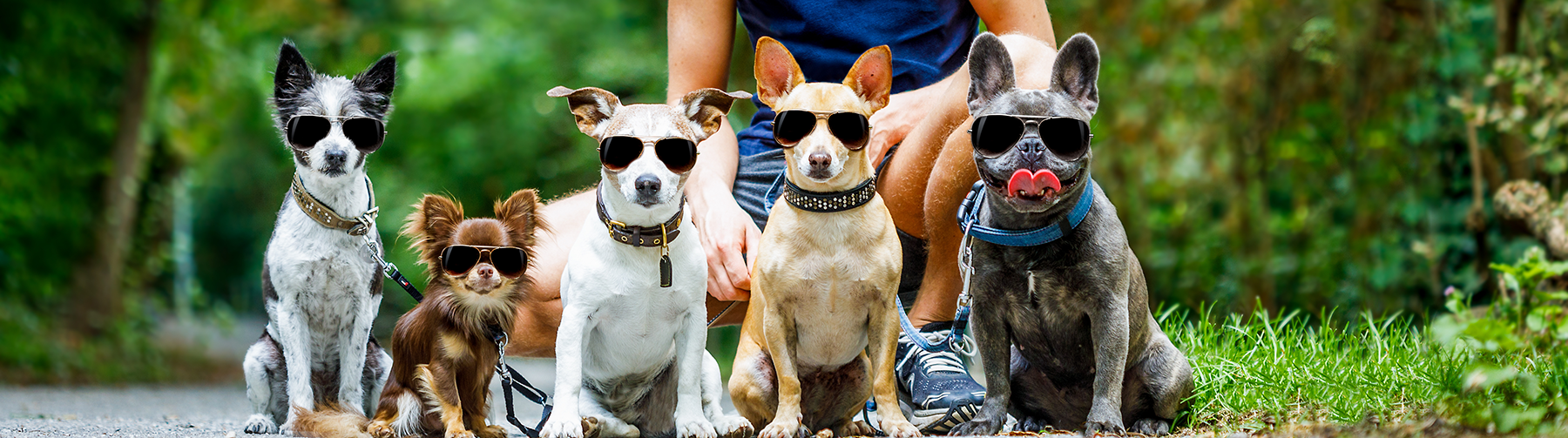 Row of Dogs with Sunglasses